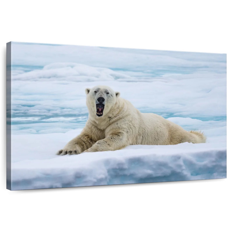 L'ours polaire se réveille, H 8 po x l 12 po