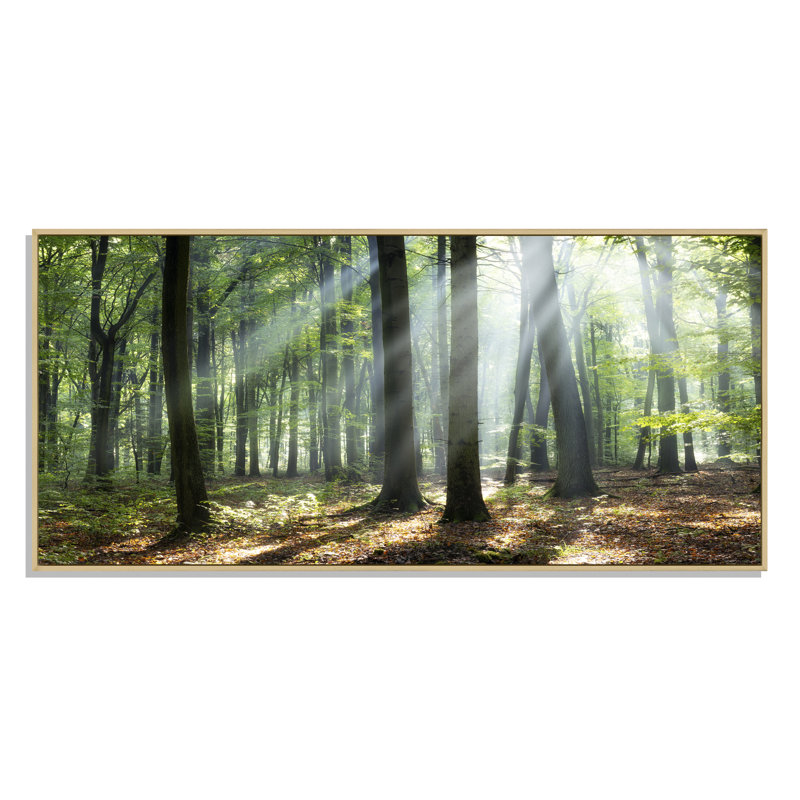 «Sunny Morning Magic Forest», photographie sur toile, Cadre brun, H 12 po x l 20 po x P 1 po
