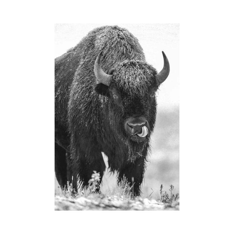 American Bison Bull In A Snowstorm, North America by Tim Fitzharris - Painting on Canvas, 20.32 cm H x 30.48 cm W
