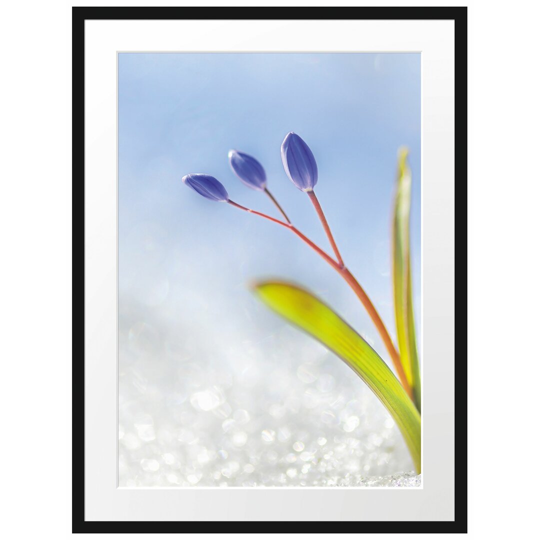 Gerahmtes Poster Blaue Knospen im Schnee