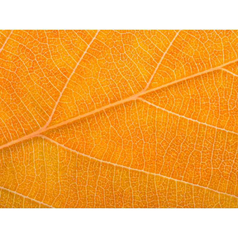 Feuille d'automne par Philippe Moisoux - photographie, H 24 po x l 32 po, Toile tendue