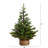 Balsam 3' Pine Christmas Tree