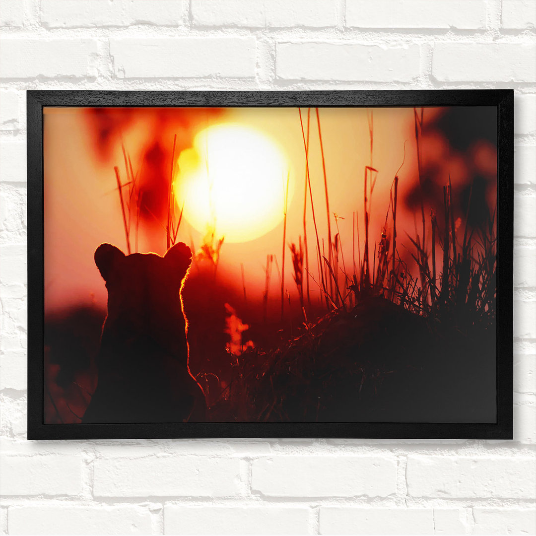 Lion Cub Watching The Sun Go Down Gerahmter Druck