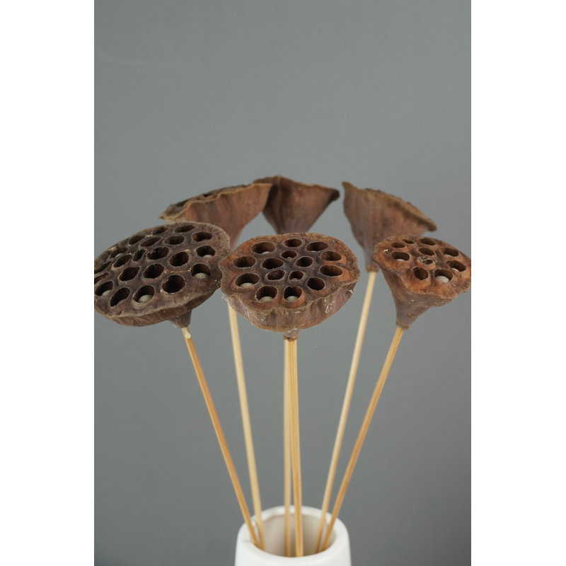Lotus Pods Arrangement