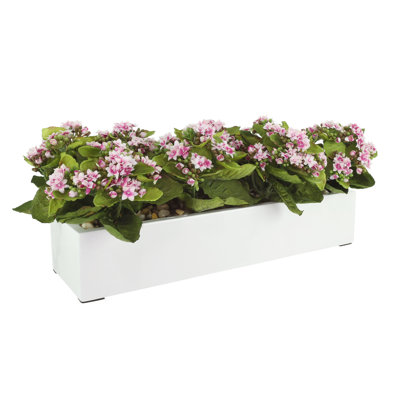 Kalanchoe Arrangement in Fiberstone Planter