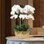 Orchid Arrangement In Vase-1278500913