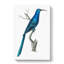 Blue Sugarbird by George Shaw - Wrapped Canvas-55304524