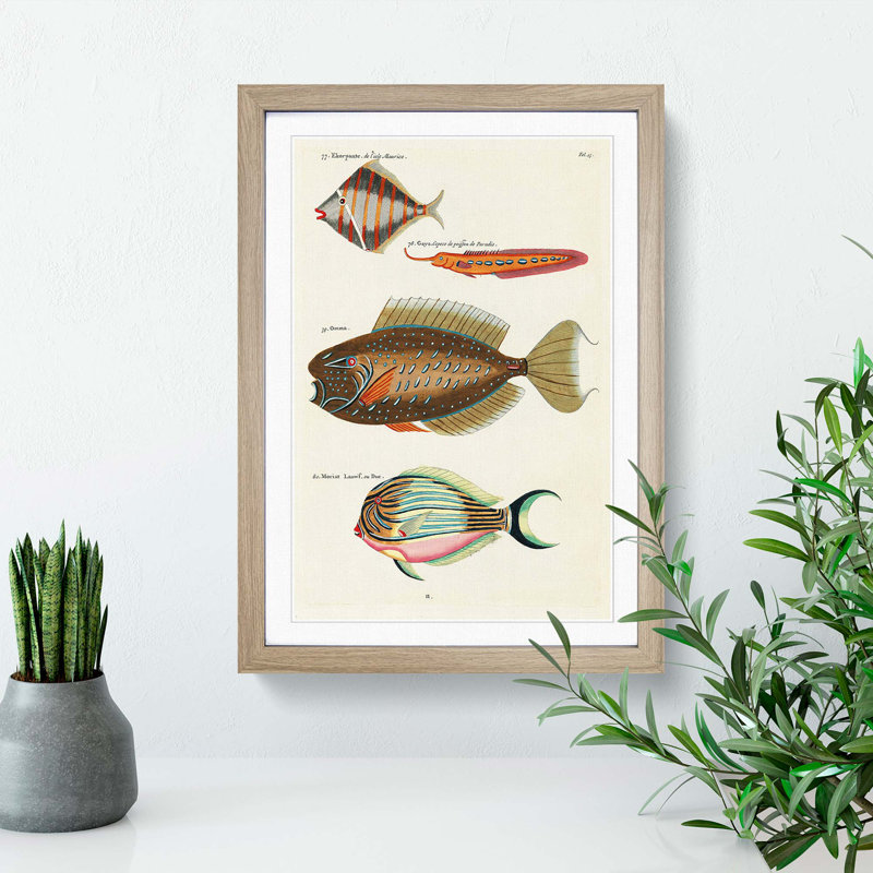 East Indies Fish Illustrations Fol. 13 by Louis Renard - Picture Frame Painting Print, 48cm H x 36cm W x 2cm D, Oak Framed