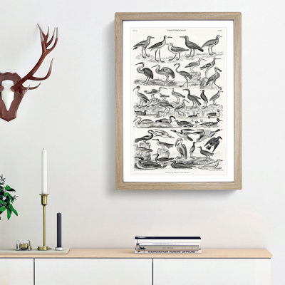 Ornithology Study of Birds LXVII by Oliver Goldsmith - Picture Frame Drawing Print