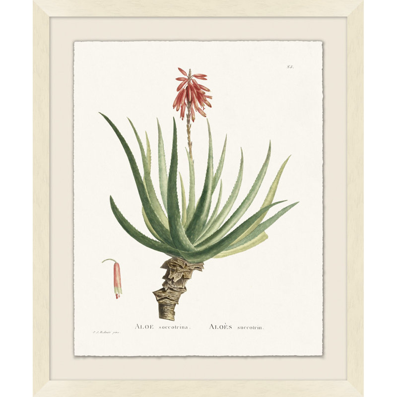 Blooming Cacti 5 Print by Nathan Turner