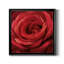Solo Solo - photographie sur toile encadrée-96482037-96482041