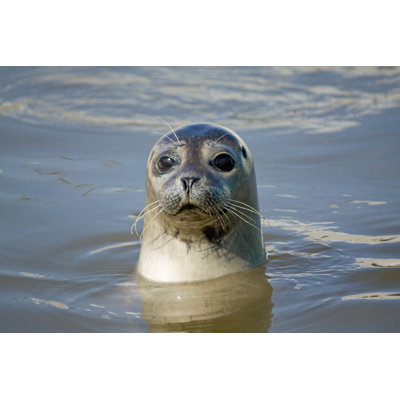 Seal - Wrapped Canvas Print