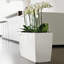 Cararo Pot Planter-16493111