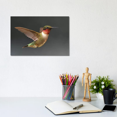 Hummer In Flight by Brian Wolf - Wrapped Canvas Rectangle Print