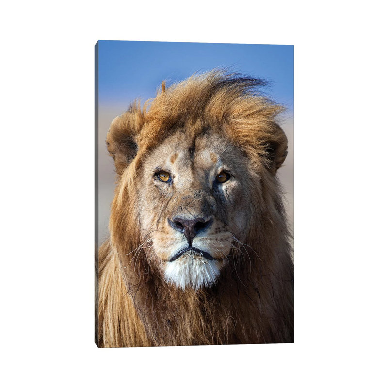 Lion Goldenmane by Mogens Trolle - Wrapped Canvas Print, 20.32 cm H x 30.48 cm W