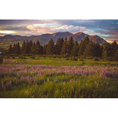 Purple Field by Bmswanson - Wrapped Canvas Print