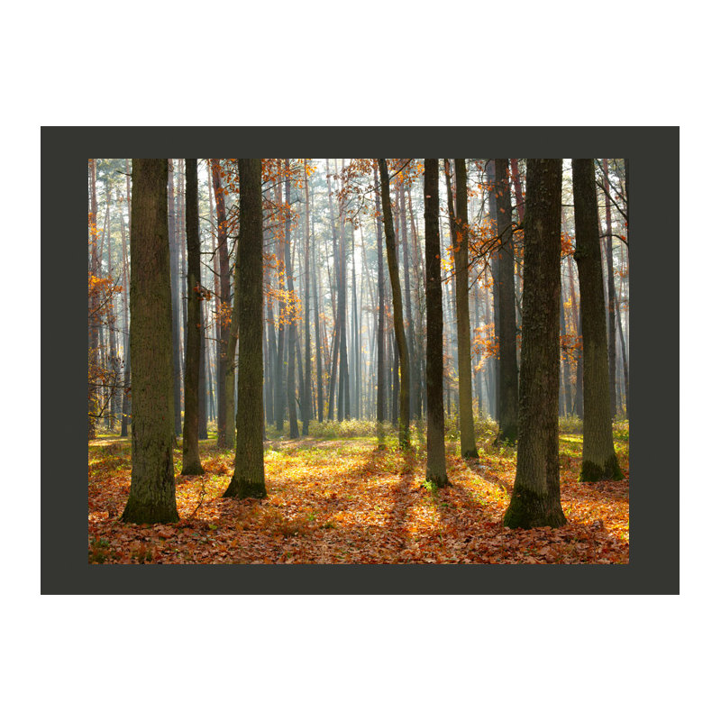 Autumn Trees 2.70m x 350cm Wallpaper, 400 cm x 309 cm