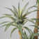 93.1'' Faux Agave Tree in Pot