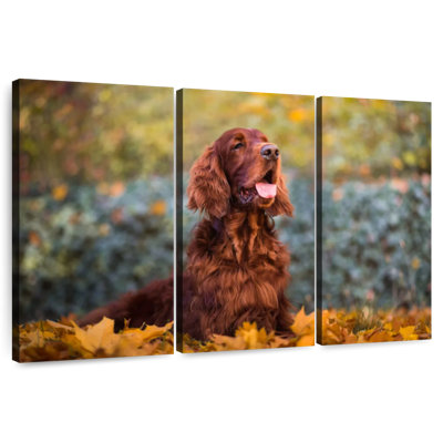 Irish Setter In Autumn