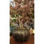 Maymie Fiberglass Planter