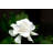 Cagle Primrue Gardenia Live Plant