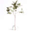 41-Inch Eucalyptus Seed Stem