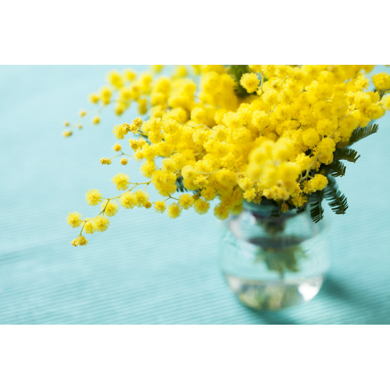 Mimosa, photographie sur toile tendue, H 32 po x l 48 po