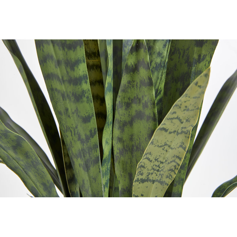 40IN Snake Plant