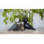 Songbird Ernst Figurine-2026009748-2026009747-2075445567