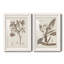 Antique sépia botanicals I - ensemble de 2 reproductions d'art sur papier encadré-441894850-441894857