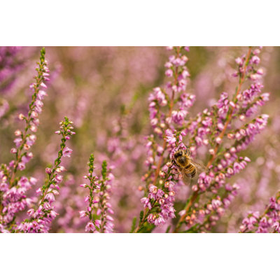 Heather In Bloom - Wrapped Canvas Print