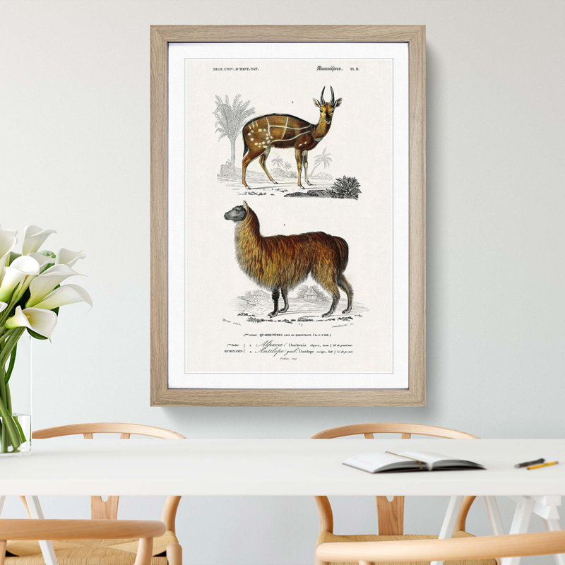 Alpaca And Antelope by Charles D'Orbigny - Single Picture Frame Painting, 33cm H x 24cm W x 2cm D, Oak Framed