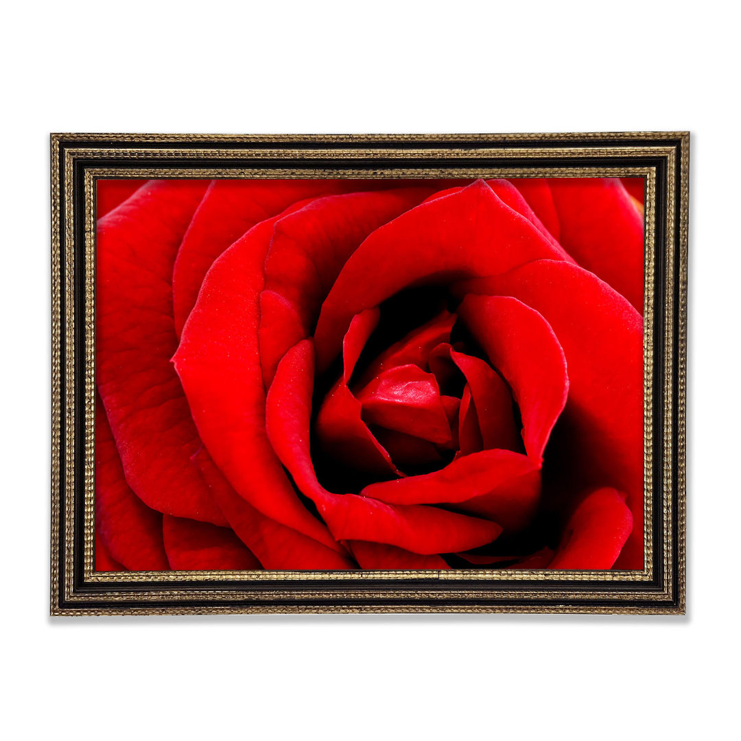 Gerahmtes Leinwandbild Red Rose Velvet Petals