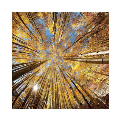 Autumn Splendor by OLena Art - Wrapped Canvas Painting