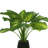 19" Hosta Plant in Glass Vase