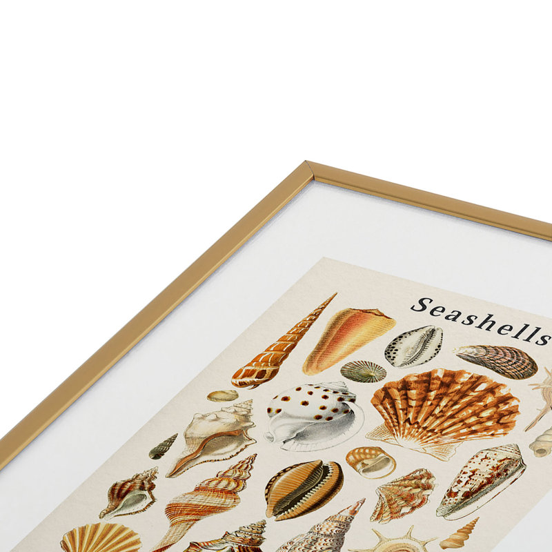 «Gal Design Seashells», reproduction d'art encadrée en métal, Or, H 10 po x l 8 po