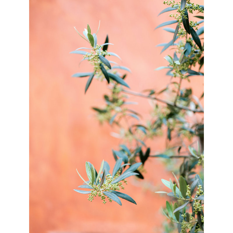 Wrapped Canvas Print, 76.2 cm H x 50.8 cm W