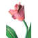 Tulip 1 - Light Wallchiere
