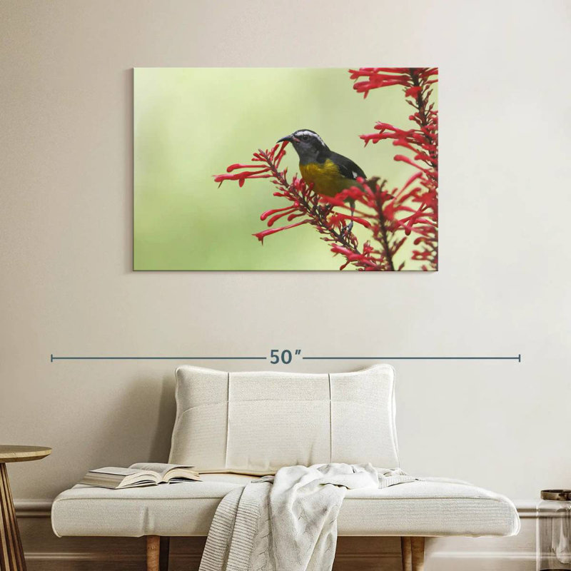 Ronce nourrissant un oiseau bananier, H 26 po x l 39 po