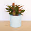Pot à fleurs rond intérieur / extérieur en plastique moderne avec soucoupe-1933896408-1933787764