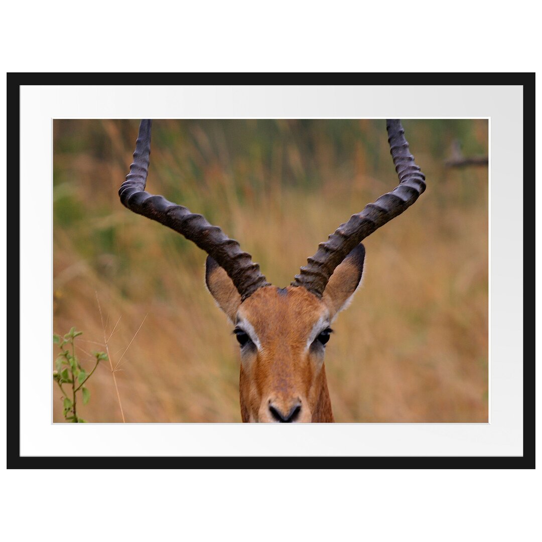 Gerahmtes Poster Prächtige Dorkasgazelle