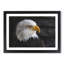 Bald Eagle Vol.2 - Picture Frame Painting-62686100-62686101