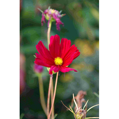 " Red And Yellow Flower "
