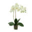 Kora Orchid Arrangement