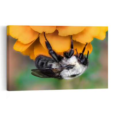 Abeille duveteuse sur fleur orange, illustration murale nature