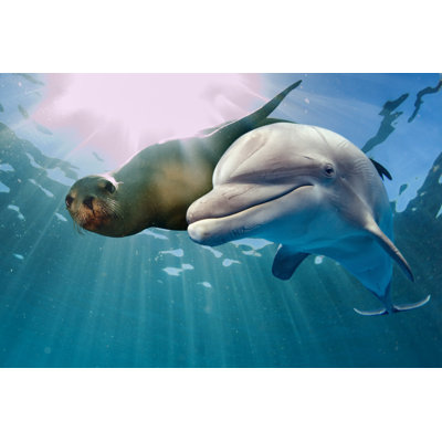 " Dolphin And Sea Lion "