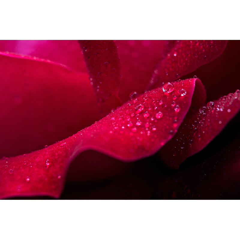 Red Rose - Wrapped Canvas Graphic Art, 8" H x 12" W  
