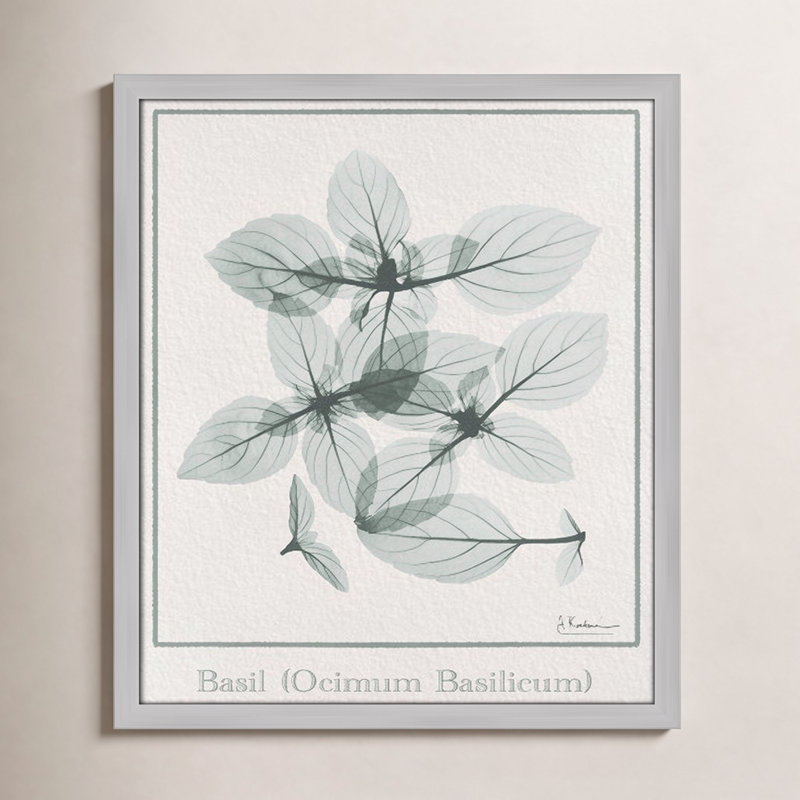 Jeanette Basil Ocimum Basicicum Framed On Paper by Albert Koetsier Print, Matte Silver Framed Paper, 19" H x 16" W x 1.25" D