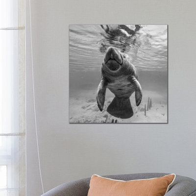 West Indian Manatee Surfacing, Crystal River, Florida - Wrapped Canvas Print