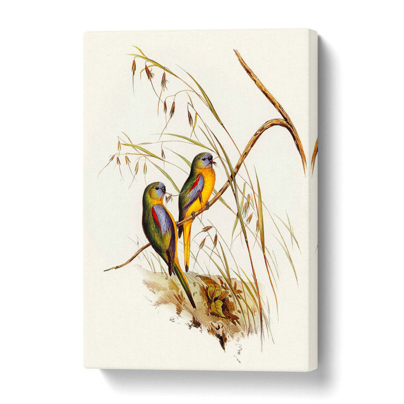 Grass-Parakeets by Elizabeth Gould - Wrapped Canvas, 61 cm H x 40.6 cm W